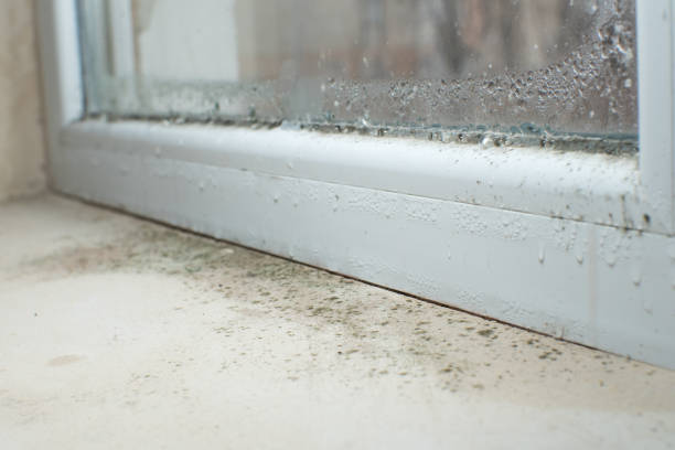 Reliable Pinconning, MI Mold Removal Solutions